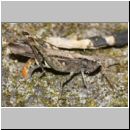 Chorthippus brunneus - Brauner Grashuepfer 13a bei der Eiablage.jpg